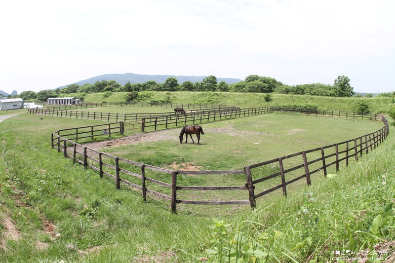 ネーハイシーザーを訪ねて～中橋清牧場 | 馬産地コラム | 競走馬のふるさと案内所
