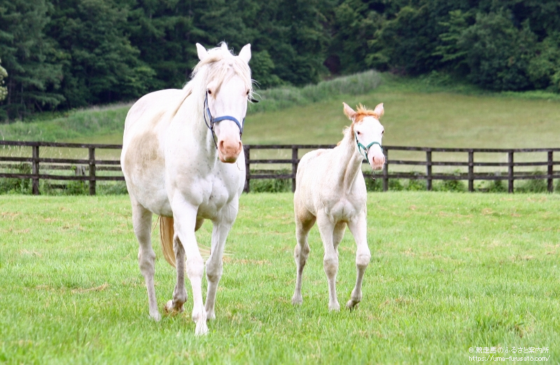 日高町で白毛の馬が誕生 馬産地ニュース 競走馬のふるさと案内所