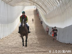 坂路コースを走るトレイルランではデルタブルースが先導