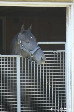 馬房から顔を出してリラックス