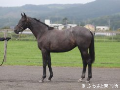 グリムの半妹・キズナの1歳牝馬