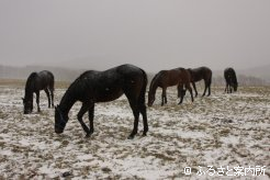 写真５　[降雪]