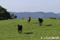 写真１ [一目散に]