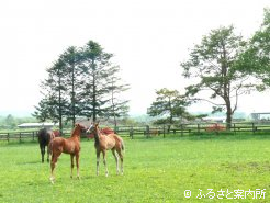 同じ放牧地の当歳馬とじゃれ合い元気に育っている