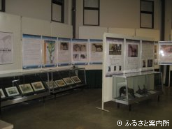浦河町馬事資料館で始まった企画展｢ウマ その進化と特徴｣会場