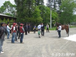 北島牧場で行われた1歳馬を用いての実習