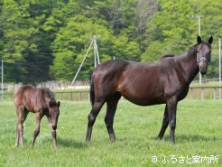 ワンダーヘリテージと今年の当歳(牡)