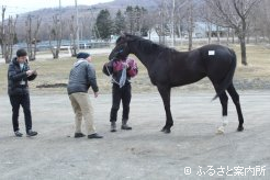 BTCで行われた北海道地区の2019年度産地馬体検査