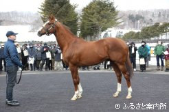 アロースタッドで種牡馬生活を送るカリフォルニアクローム