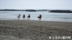 輓馬レースの様子