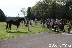 種牡馬の姿をカメラに収めるツアー参加者