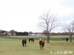 ヤナガワ牧場は繁殖牝馬約30頭、スタッフ10名が働く