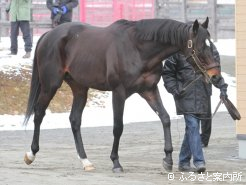 新種牡馬サダムパテック