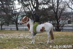 桜丘小学校に来校したポニーのマリア