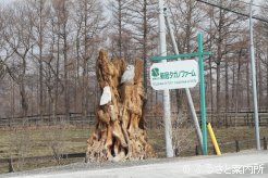 木彫りのフクロウが迎えてくれるエントランス