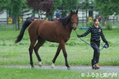 検査に向かうディープインパクト産駒のアグネスヴェルテュ(牝、母アグネスバラード)