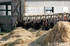 船越牧場では肉用牛の生産も手掛ける