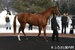 冬毛がほとんど見られず、日差しに毛艶も映えていたサマーバード
