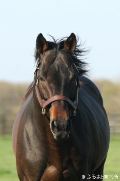 2歳新種牡馬の中で最初にJRA初勝利を記録したマルカシェンク