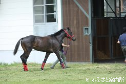 検疫馬房へ向かう2歳馬。シンガポールでの活躍が期待される