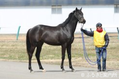 2012年JBCクラシック(Jpn1)優勝馬ワンダーアキュートの半弟(父ケイムホーム)