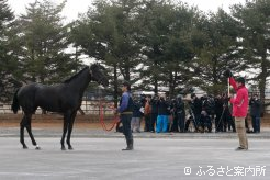 受検馬を撮影する報道陣