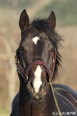 産駒が初出走初勝利を記録したホッコータルマエ