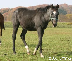 シンコールビー2008～2