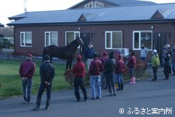 ダーレー･ジャパン スタリオンコンプレックスの種牡馬を見学する一行