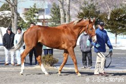 美しい尾花栗毛のオレハマッテルゼ。ハナズゴールにはG1制覇の期待が寄せられている