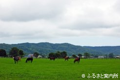 高昭牧場の放牧地