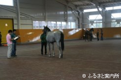 特徴検査では毛色や流星などをチェック