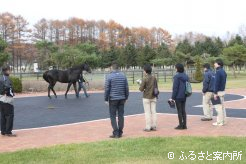 種牡馬や施設を見学する研修生