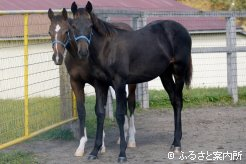 牧場に残る唯一の系統は父バトルプランの牡馬