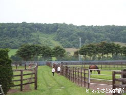 アロースタッドの放牧地見学はこのツアーならでは