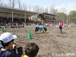 サッカーが得意な“ちっち”はコンサドーレ札幌に入団している