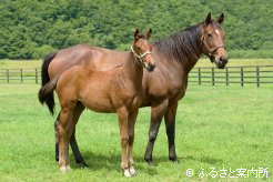 フジノサムライの母カシノヴィガと今年生まれた当歳馬