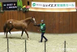 空胎馬の最高価格ビリーブユアセルフ