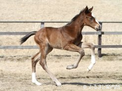 ニシケンモノノフの初年度産駒となる母ニケの牝馬