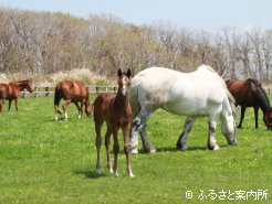 亡くなった母馬のかわりに当歳馬を育てる重種の乳母(後ろの芦毛馬)