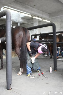 造鉄、削蹄、仕上げを45分以内で行う装蹄競技