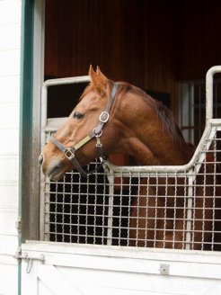 馬房から顔を覗かせる世界の賞金王