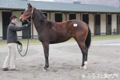 マイネカプリースの14の半兄は、スプリンターズS(G1)の勝ち馬スノードラゴン