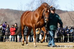 すっかり看板種牡馬の貫禄・スクリーンヒーロー