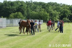 14頭が出品された第46回平取町軽種馬生産振興会の1歳馬品評会