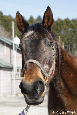 功労馬となったチェリーコウマン