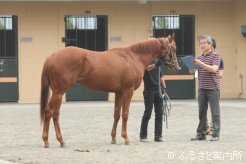 JRA職員の特徴検査を受ける2歳馬