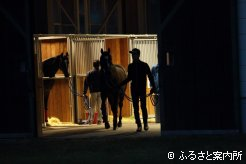 検疫厩舎を出る北海道市場取引馬