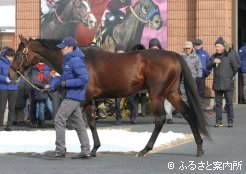 ダービー馬レイデオロも仲間入り、右は藤沢調教師