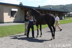 入念に馬体をチェック。健康状態を確かめる